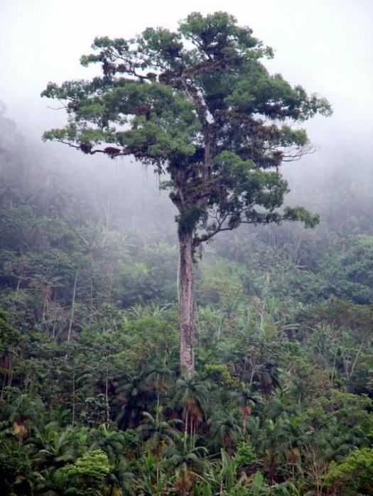 jequitiba tree