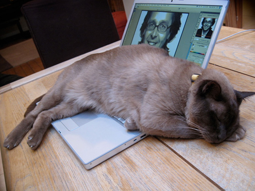 Cats and Their Designers: Slideshow: Slide 6